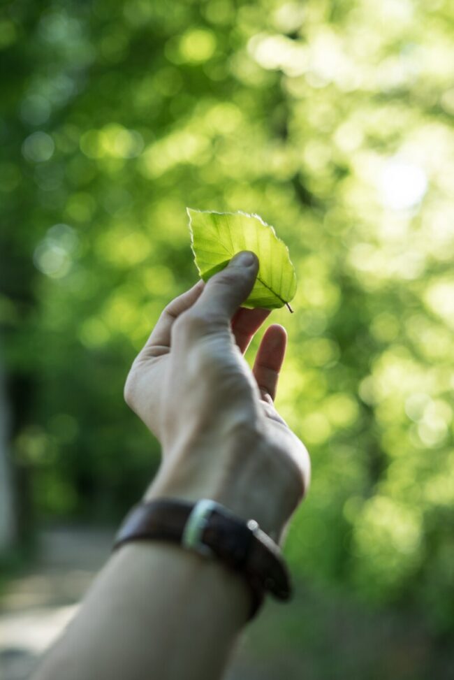 On ne rase pas de forêts pour fabriquer du papier!