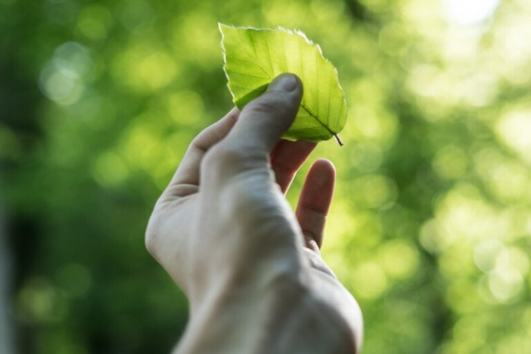 On ne rase pas de forêts pour fabriquer du papier!